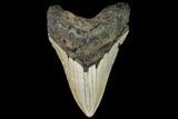 Fossil Megalodon Tooth - North Carolina #109535-1
